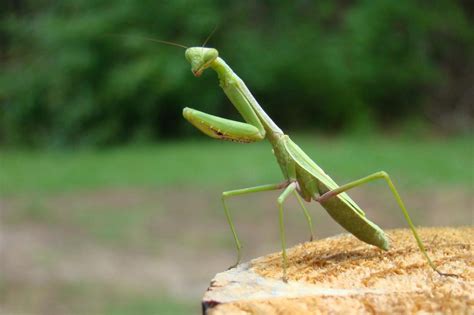 Exploring the Praying Mantis' Connection to Shamanic Occultism